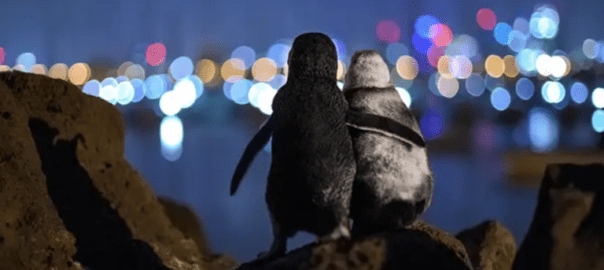 Pinguini - Tattoo