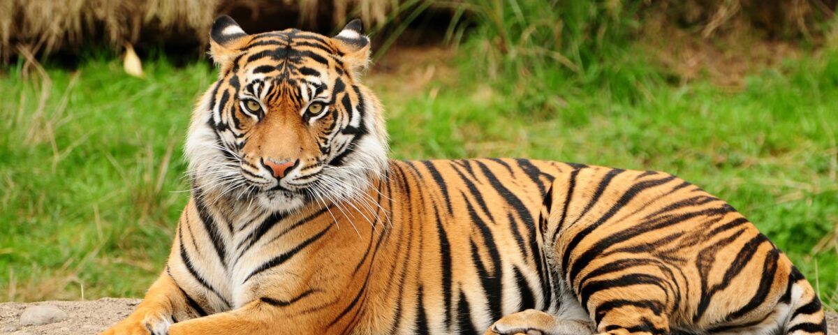 Tigre - Tattoo