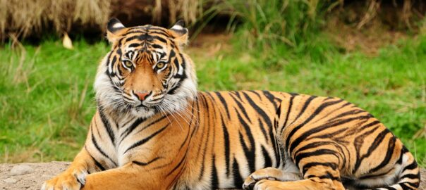 Tigre - Tattoo